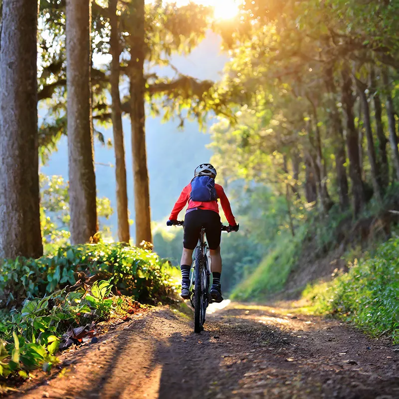 Radfahrer im Wald